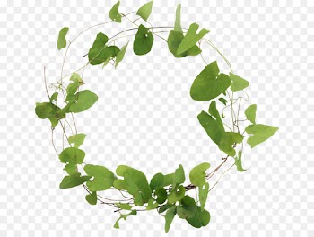Branch Leaf Encapsulated PostScript Clip art - Leaf 