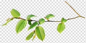 Branch Leaf Flower , Leaves transparent background PNG clipart