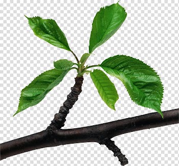 Branch Leaf Green , Leaf transparent background PNG clipart