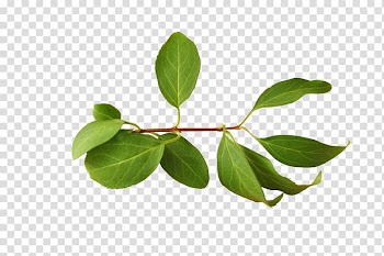 Branch Leaf, Leaves transparent background PNG clipart