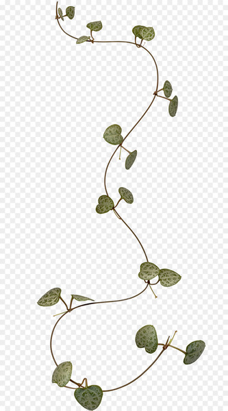 Branch Leaf Liana Clip art - vine 