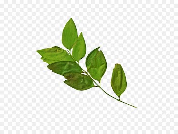 Branch Leaf Logo Clip art - Leaf 
