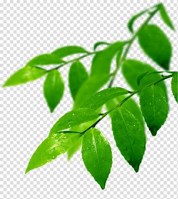 Branch Leaf Odor, leaf transparent background PNG clipart