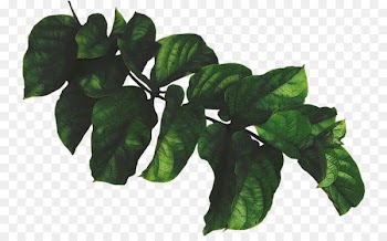Branch Leaf Plant - Leaf 