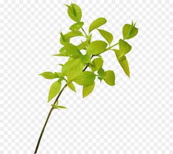 Branch, Leaf, Tree, Flower, Plant PNG