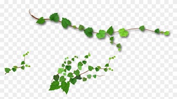 Branch Leaf Tree - Leaf Vine Png
