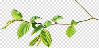 Branch Leaf Tree Twig, forest watercolor transparent background PNG clipart