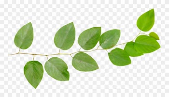 Branch Leaf Twig Desktop Wallpaper - Листья Ветка Пнг