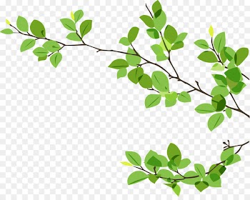 Branch Leaf Twig - eucalyptus 