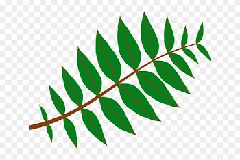 Branch Leaves, Plant, Green, Nature, Twig, Branch - Leaf Clip Art