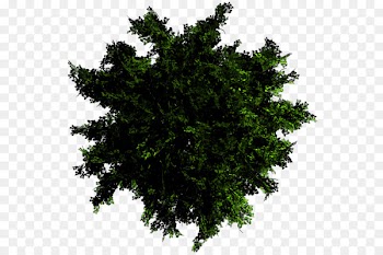 Branch Oak Honey locust Tree Evergreen - tree 
