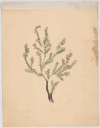 Branch of a shrub with needle-like | Free Photo - rawpixel