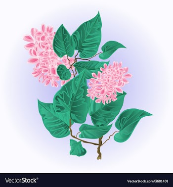 Branch of lilac with flowers species Syringa vector image