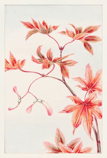 Branch of Momiji maple tree with leaves and seeds during 1870&ndash;1880 by Megata Morikaga.  Original from Library of Congress. Digitally enhanced by rawpixel.