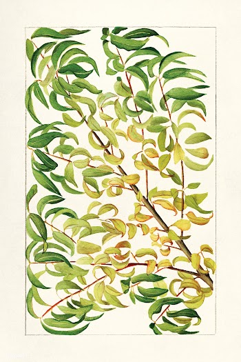 Branch of peach (Prunus Persica) (1904) by anonymous. Original from U... | Free public domain illustration - 2287871