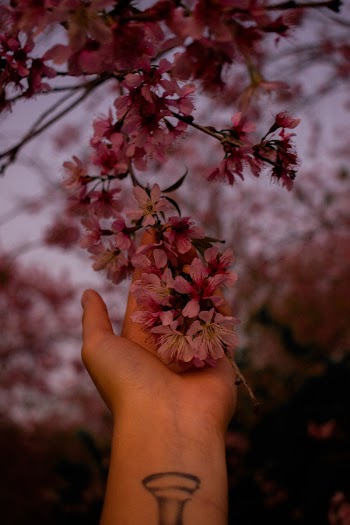 Branch of Pink Flowers