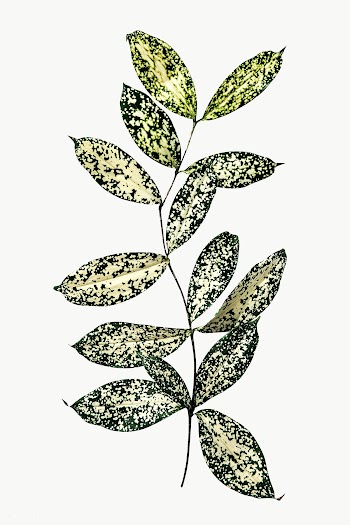 Branch of polka dot leaves transparent png | Free  transparent png - 2225833