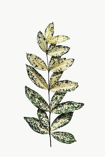 Branch of polka dot leaves transparent png | Free  transparent png - 2226671