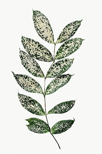 Branch of polka dot leaves transparent png | Free  transparent png - 2229442
