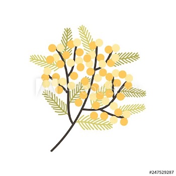 Branch of Silver Wattle or Mimosa with gorgeous blooming yellow flowers and leaves