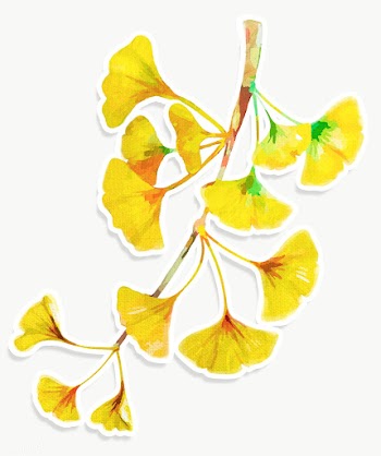Branch of yellow ginkgo acrylic paint style sticker layer with white b.. | Free  transparent png - 2342922