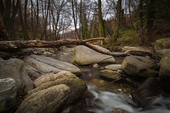 Branch on Stone Rivers