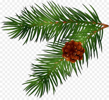 Branch, Pine, Fir, Columbian Spruce, Shortleaf Black Spruce PNG