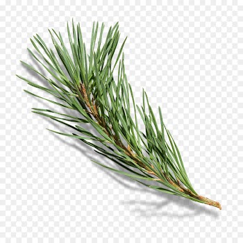 Branch Pine Tree - Pine branches 