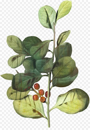 Branch, Plant Stem, Leaf, Flower, Plant PNG