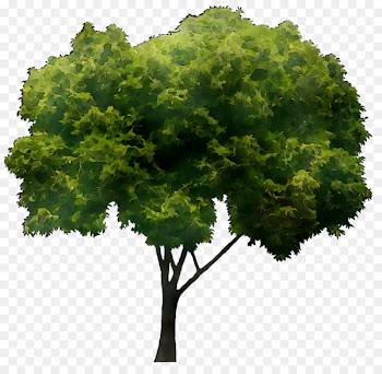 Branch Portable Network Graphics Clip art Transparency Tree -  