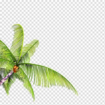 Branch Quiver tree Resource, tree transparent background PNG clipart