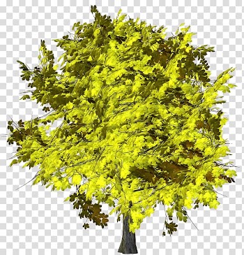 Branch Shrub Fruit tree, tree transparent background PNG clipart