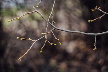 Branch sprouts