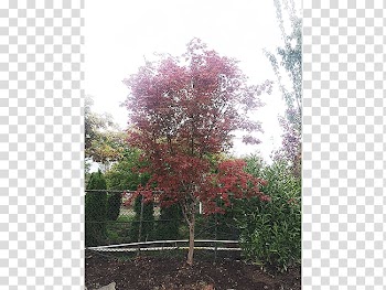 Branch Sugar maple Tree Nursery Shrub, deciduous specimens transparent background PNG clipart