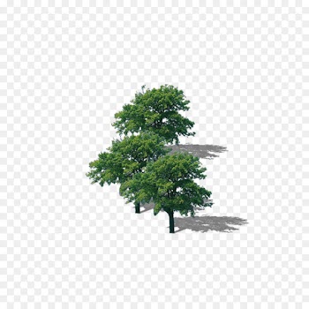 Branch Top tree Download - Tree tree lush tree top 