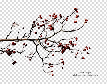 Branch Tree Autumn , love tree transparent background PNG clipart