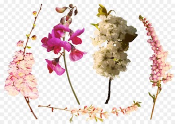 Branch, Tree, Floral Design, Flower, Flowering Plant PNG