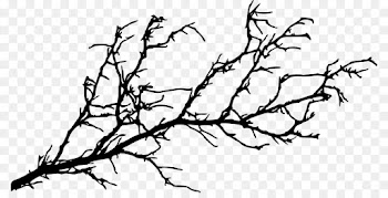 Branch, Tree, Oak PNG