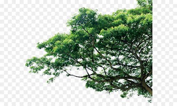 Branch Tree Pine Template - tree 