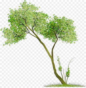 Branch Tree Stock photography Royalty-free Image -  