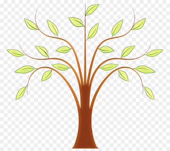 Branch, Tree, Weeping Willow, Leaf PNG