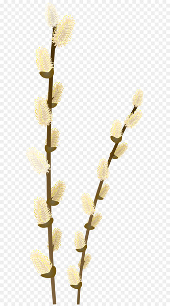 Branch Weeping willow Tree Clip art - Willow Tree Branch Transparent PNG Clip Art Image 