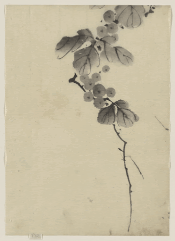 [Branch with leaves and berries]. | Free Photo - rawpixel
