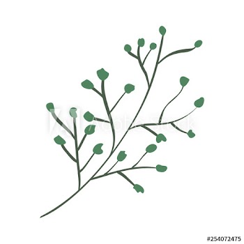 branch with seeds plant