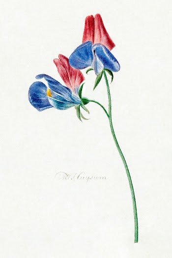 Branch with two flowers (1714&ndash;1760)… | Free public domain illustration