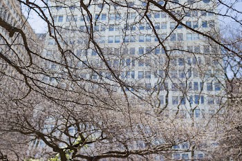 Branches