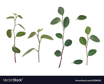 Branches and leaves of flowers of tradiscation vector image