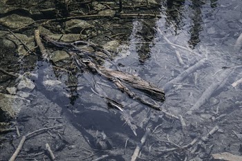 Branches In Clear Stream Water