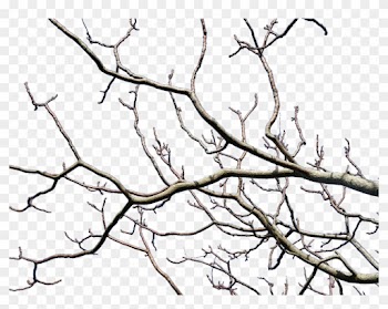 Branches, Tree, Nature, Trees, Wood - Wilderness Within By John Claude Smith