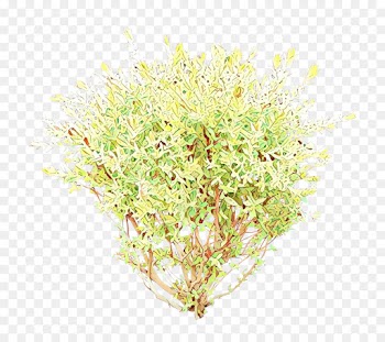 Branching, Shrub, Herb, Plant, Flower PNG